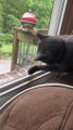 Cat Tries to Catch Lizard Through Glass Window