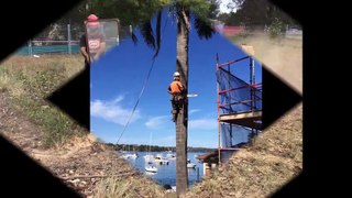 emergency tree removal sydney