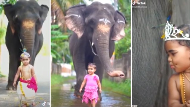 குழந்தை-யானை நட்பு..வைரலாகும் டிக்டாக் வீடியோ