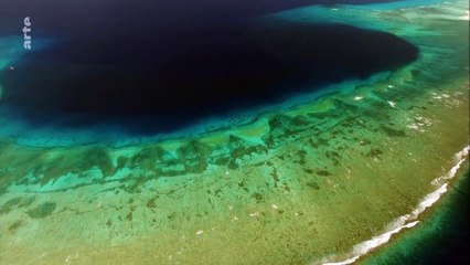 OCÉAN PACIFIQUE - UN MONDE DANGEREUX - DOCUMENTAIRE ANIMAUX