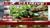 Nisarga Cyclone: Mumbai witnesses heavy rain; trees, polls up