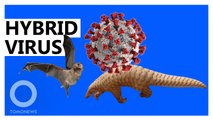 SARS-CoV-2 Could be a Hybrid of Bat and Pangolin Viruses: Study