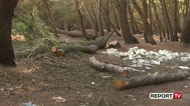 Të hiqet TVSH-ja e importit për drutë e zjarrit, deputeti i PS-së: Ne djegim 2 milionë metër kub dru