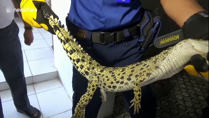 Baby crocodile found in bathroom of Indonesian government building