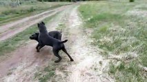 Italian cane Corso frolic in a clearing