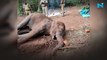 Horrifying! Pregnant Elephant dies after being fed pineapple filled with fire crackers