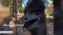 This Emu Dances Better Than Most People
