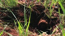 Özel Mayın Arama Temizleme Timleri mayınlı arazileri şiş ve dedektörle arayarak mayınların tespitini sağlıyor