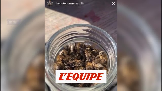 McGregor se régale... avec des abeilles - MMA - WTF