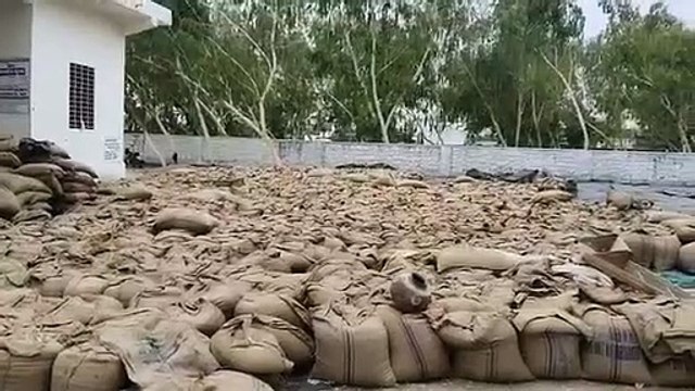 क्रय विक्रय केंद्र पर 2 दिन बाद शुरू हुई माल की तुलाई, खुले में पड़ा है किसानों का माल
