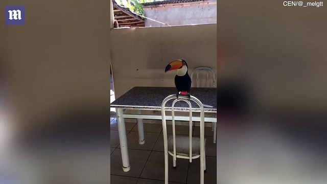 Un oiseau chipe une cigarette et en tire quelques bouffées avant de s’envoler