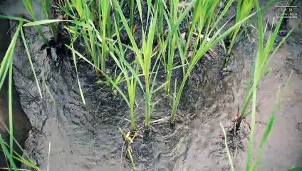 Waterfalls on Russky Island