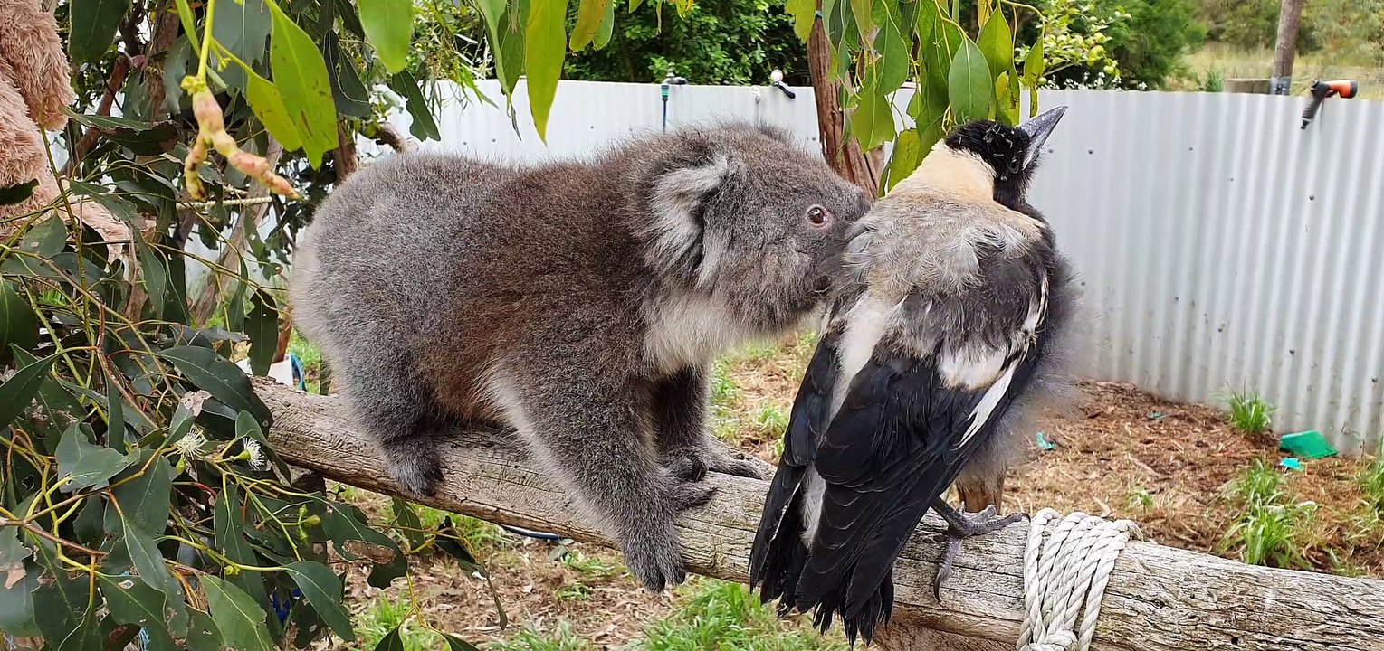Koala Runs Into Magpie Road Block