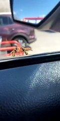 Wasps Boxing Outside of Car Window