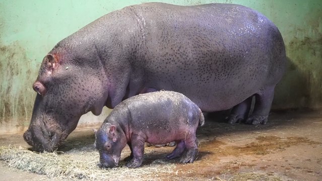 El bebé hipopótamo de Bioparc València da sus primeros pasos