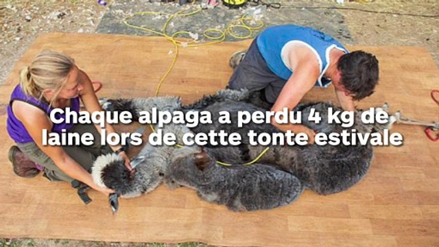 Ces alpagas ont perdu 4kg de laine pendant la tonte et son méconnaissables