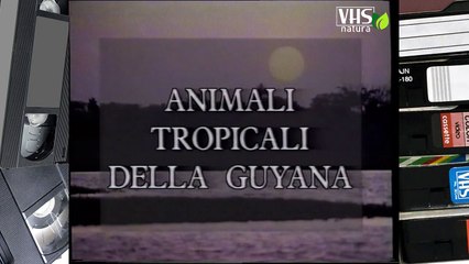 ANIMALI TROPICALI DELLA GUYANA