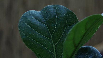 MAESTRO - Águas De Março