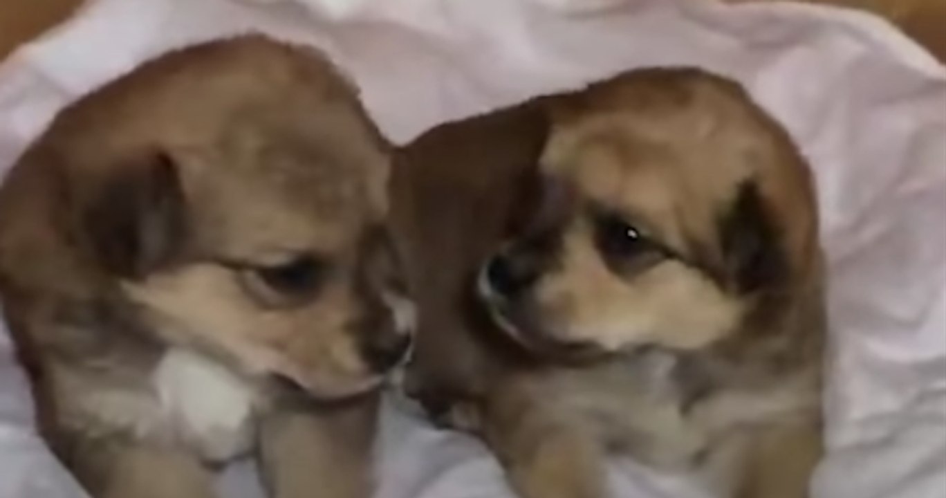 Abandonnés dans une boîte en carton, ces deux chiots sont désormais sains et saufs