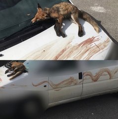 Il dénonce les dérives de la chasse : on lui met un renard sans vie sur sa voiture
