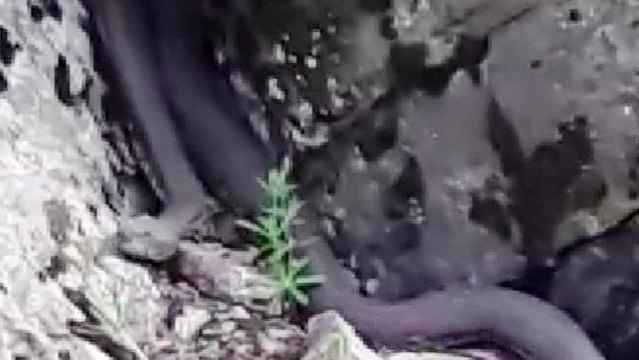 Türkiye’nin en zehirli türü: Her biri 7 metre boyunda