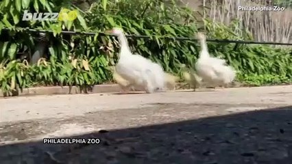 Philly Zoo Primates Get Rare Visit From This Family of Geese