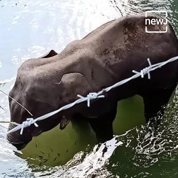 The nation stands shocked as an elephant dies after locals feed her pineapple filled with firecrackers.