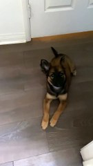 Puppy Loves Playing Hide and Seek