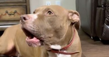 Dans cette vidéo, découvrez la conversation hilarante entre une chienne et son propriétaire !
