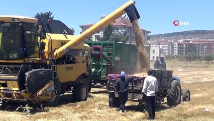 Kilis’te Hububat Hasadı Sürüyor