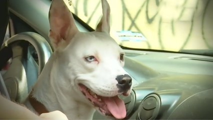 Servicio de taxi seguro para usuarios y mascotas