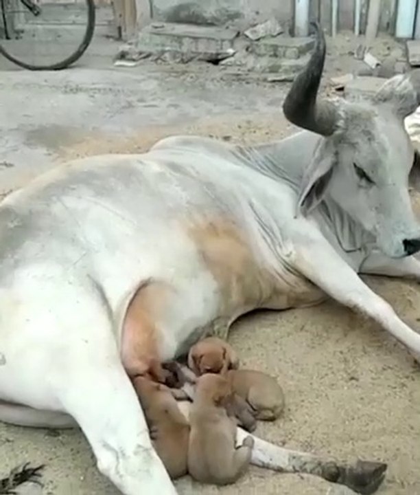 The most beautiful video in the world  :) a true mother's love