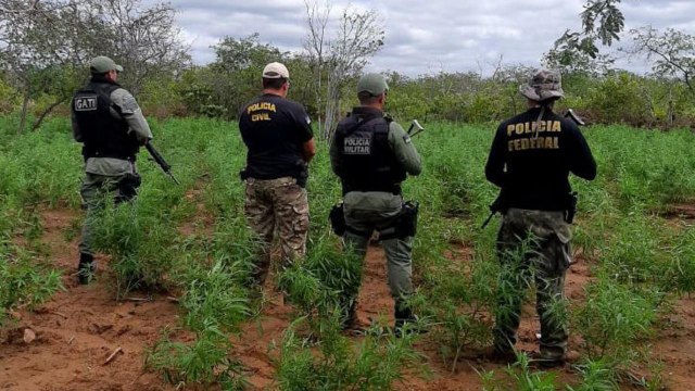 POLÍCIA ERRADICA 10 MIL PÉS DE MACONHA EM OROCÓ Y