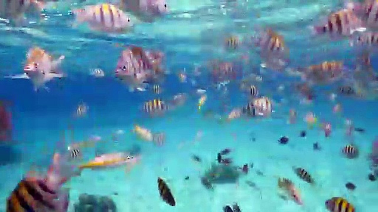 BEST CAYMAN ISLANDS shallow water reef DIVE