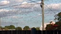 Des milliers de chauve-souris envahissent le ciel de cette ville en Australie