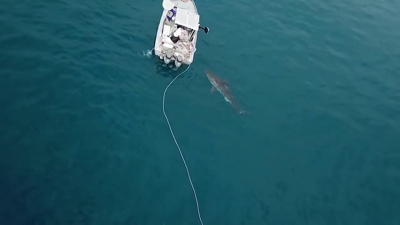 Un grand requin blanc s'en prend au moteur de ce bateau