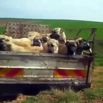 1 TRAKTOR DOLUSU SiVAS KANGAL KOPEGi - 1 TRACTOR KANGAL DOG