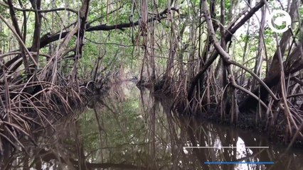 Morte e vida no mangue, o berço da cultura capixaba
