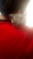 gatito pequeño en casa