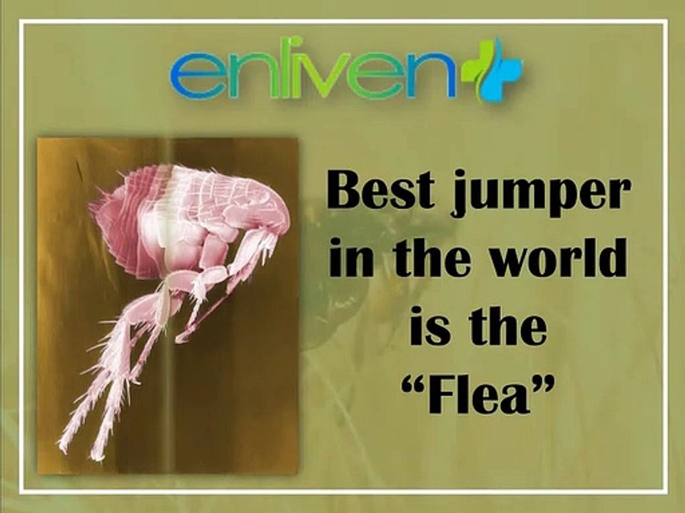 Best jumper in the world is the "Flea"