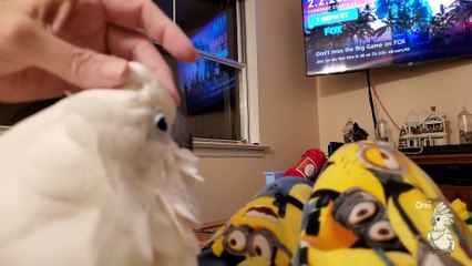 Cockatoo Tells Owner What a Hard Day He's Had