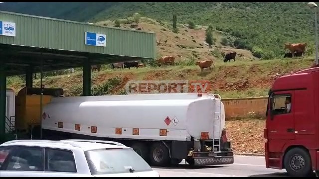 Report TV -Masa të rrepta në Kosovë, në kufi nuk 'lejohen' as lopët të kalojnë pa testin e COVID-it