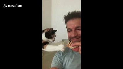 'Gimme some hooman!' Cat in Slovania tries to take a piece of sandwich from its owner