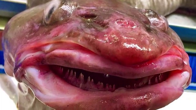 8 Más Extrañas Criaturas del Fondo del Mar Que No Creerás Que Existen