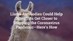 Llama Antibodies Could Help Scientists Get Closer to Stopping the Coronavirus Pandemic—Here’s How