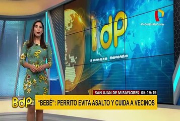 Una gallina se enfrenta a una cobra para proteger a sus pollitos