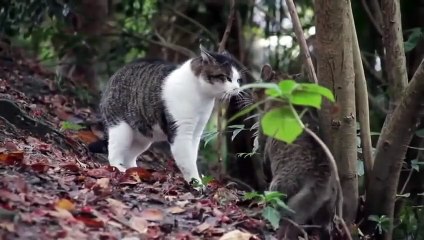 pelea de gatos compilacion epica!