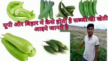 यूपी और बिहार में सब्ज़ी की खेती कैसे होती है || Vegetable farming in India || Vegetable farming in U.p and Bihar || Best farming tips