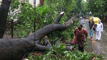 Cyclone Nisarga weekened by the time it struck Mumbai, maximum damage caused to trees