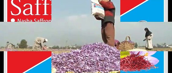 GRADE  !! WA:083 854 153 392	Jual Bunga Saffron Crocus Surabaya- Malang